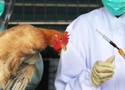 تور هلند: شیوع آنفلوانزای پرندگان در هلند، 168 هزار مرغ معدوم می شوند
